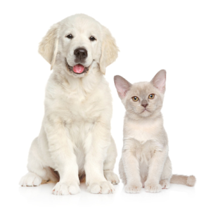 Unique Pet Grooming Ideas for First Time Pet Owners